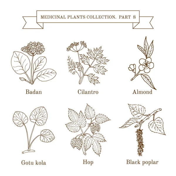 Vintage collectie van hand getrokken medische kruiden & planten — Stockvector