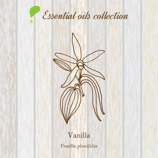 Vainilla, etiqueta de aceite esencial, planta aromática — Vector de stock