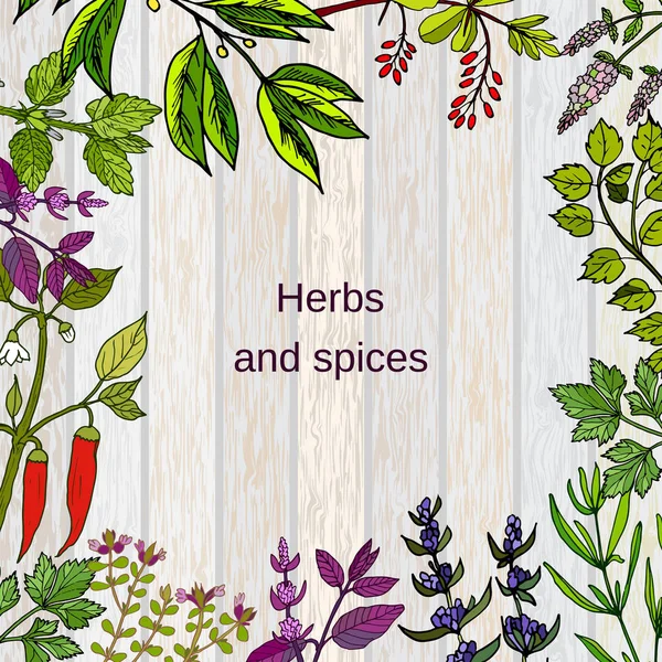 Marco con hierbas y especias culinarias dibujadas a mano — Vector de stock