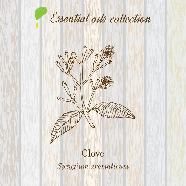 Clavo, etiqueta de aceite esencial, planta aromática. Ilustración vectorial — Vector de stock