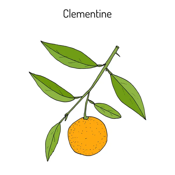 Clementine Citrus clementina, citrusové plody — Stockový vektor