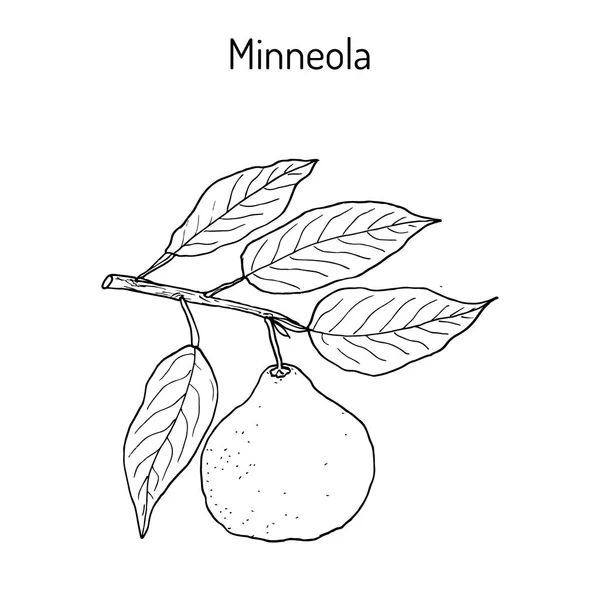ミネオラ タンジェロ シトラス フルーツ — ストックベクタ