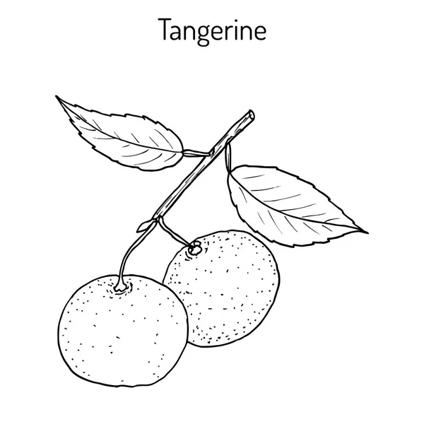 みかん果物柑橘類 tangerina マンダリン様々 な — ストックベクタ