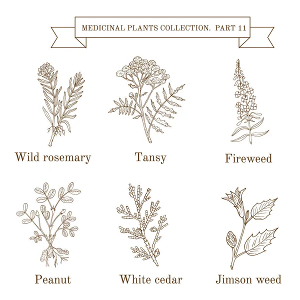 Colección vintage de hierbas y plantas medicinales dibujadas a mano, romero silvestre, tanaceto, leña, cacahuete, cedro blanco, hierba jimson — Vector de stock