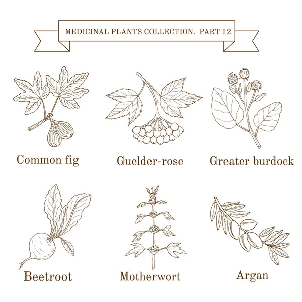 手绘的草药和植物、 无花果、-琼花、 更大的牛蒡、 甜菜根、 益母草、 argan 年份集合 — 图库矢量图片