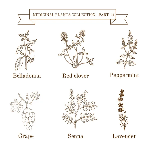 Винтажная коллекция лечебных трав и растений ручной работы, белладонна, красный клевер, мята, виноград, сенна, лаванда — стоковый вектор