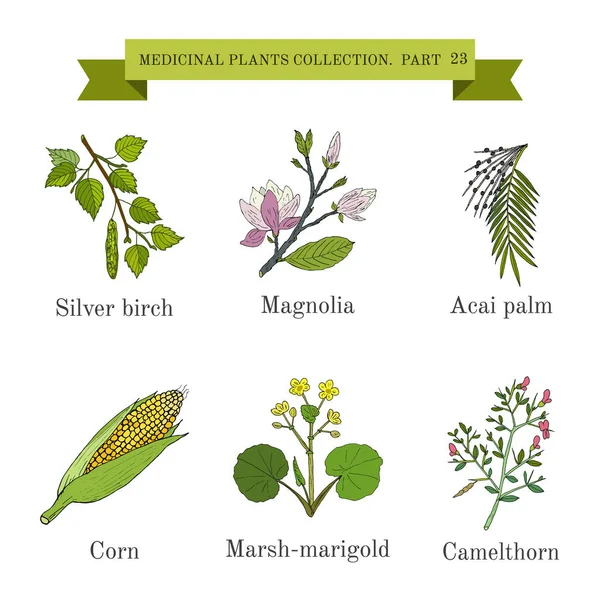 Collection vintage d'herbes et plantes médicinales dessinées à la main, bouleau argenté, magnolia, palmier acai, maïs, souci du marais, camélia — Image vectorielle