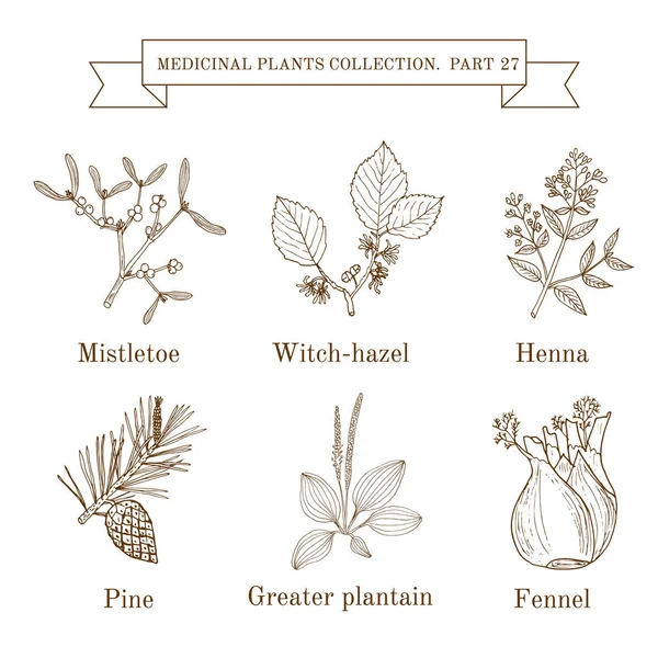 Colección vintage de hierbas y plantas medicinales extraídas a mano, muérdago, hamamelis, henna, pino, plátano mayor, hinojo . — Vector de stock