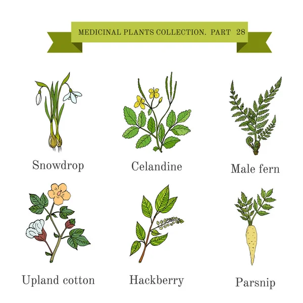 Collezione vintage di erbe e piante mediche disegnate a mano, bucaneve, celandine, felce maschile, cotone, hackberry, pastinaca . — Vettoriale Stock