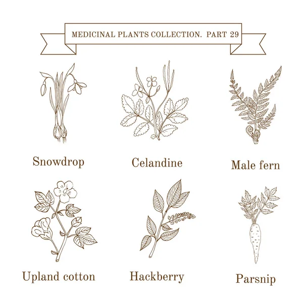 Colección vintage de hierbas y plantas medicinales dibujadas a mano, gota de nieve, celidonia, helecho masculino, algodón, arándano, chirivía . — Vector de stock