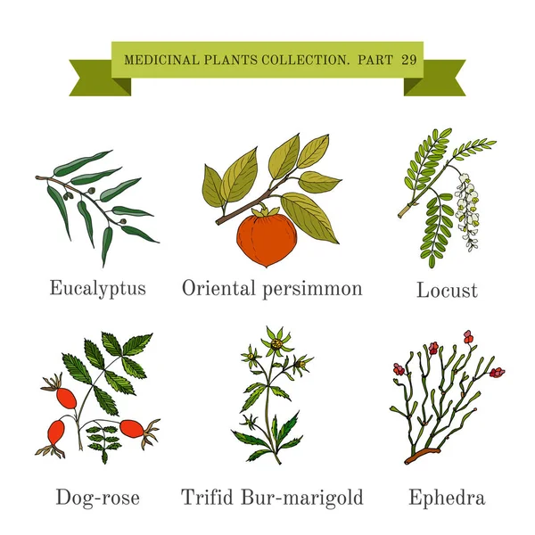 Colección vintage de hierbas y plantas medicinales dibujadas a mano, eucalipto, caqui, langosta, rosa de perro, bur-caléndula trífida, efedra — Vector de stock