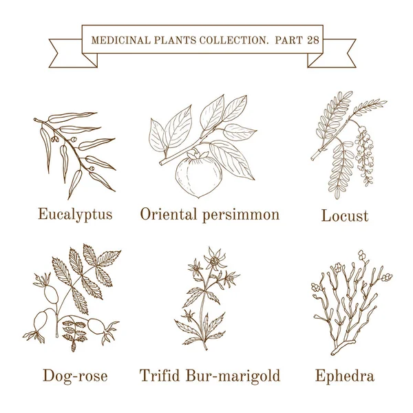 Collection vintage de plantes et herbes médicales dessinées à la main, eucalyptus, kaki, sauterelle, rose-chien, souci trifide, éphédra — Image vectorielle