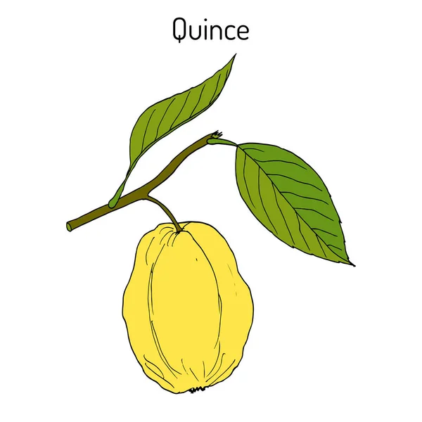 Coing Cydonia oblonga branche d'arbre fruitier — Image vectorielle