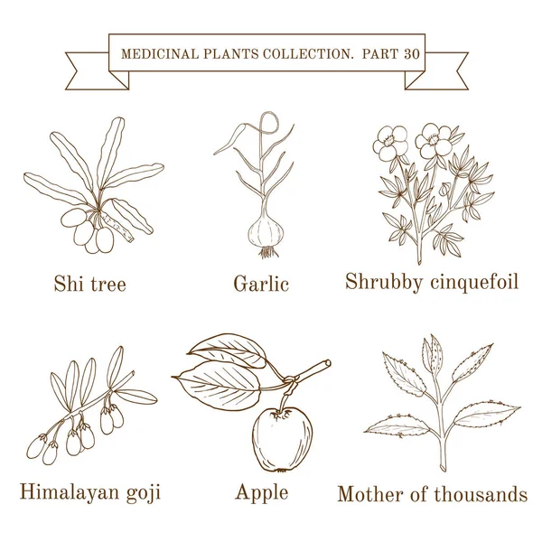 Collection vintage d'herbes et plantes médicales dessinées à la main, shi, ail, papier cinquefoil arbustif, goji, pomme, nacre de milliers — Image vectorielle
