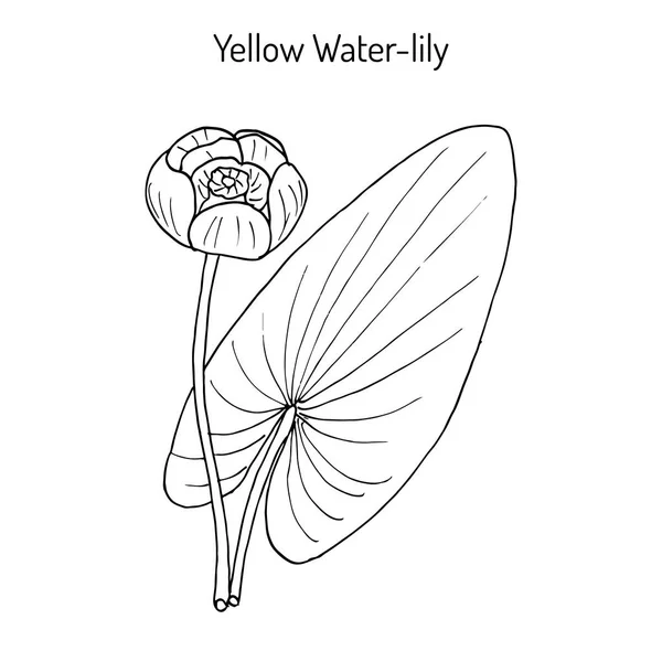 Lirio de agua amarillo, o botella de brandy Nuphar Lutea, planta acuática — Vector de stock