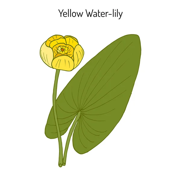 Sárga vízitök, vagy a pálinka-üveg Nuphar Lutea, vízi növény — Stock Vector