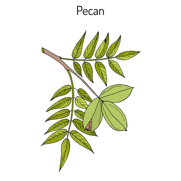 Pecan Carya illinoinensis noix aux feuilles — Image vectorielle