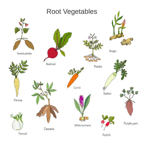 Set de verduras de raíz extraídas a mano vintage — Vector de stock