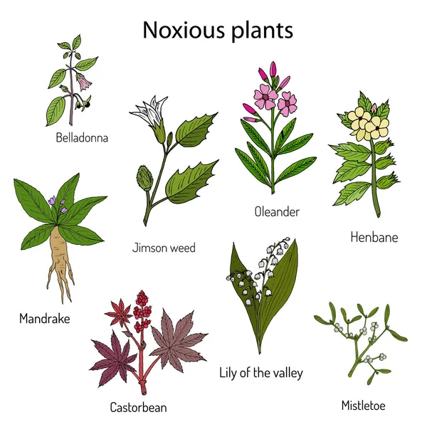 Poisonous plants collection. — Stock Vector