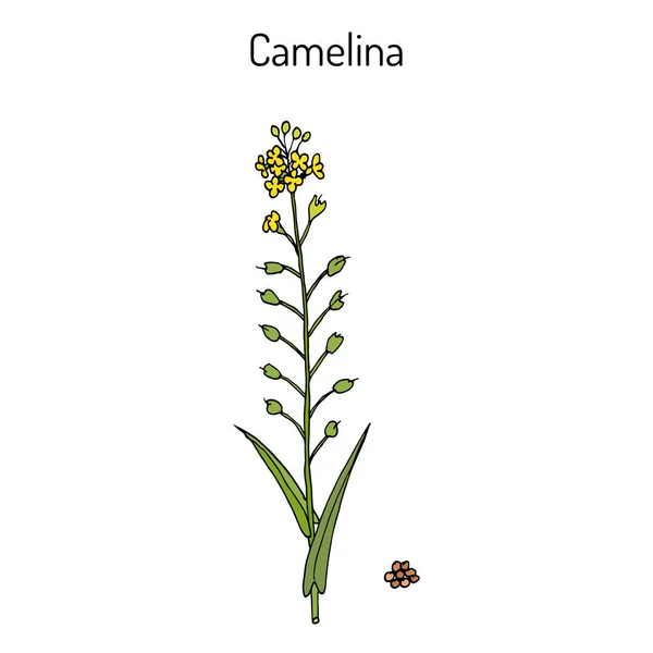 Camelina sativa u oro de placer, o lino falso, planta oleaginosa — Vector de stock