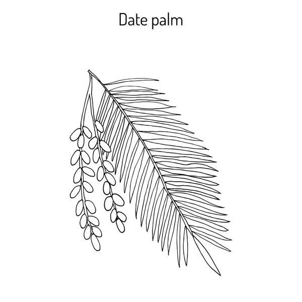 Fecha palma Phoenix dactylifera — Vector de stock