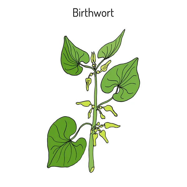 Birthwort Aristolochia clematitis , medicinal plant — Stock Vector