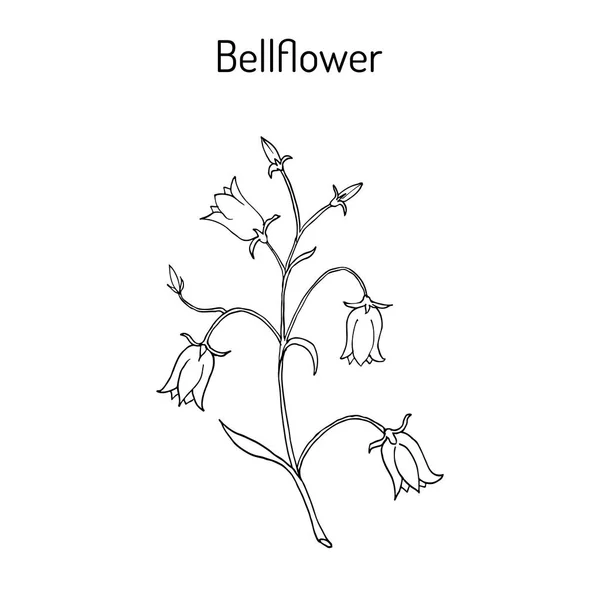 Peach-leaved bellflower Campanula persicifolia , flowering plant — Stock Vector