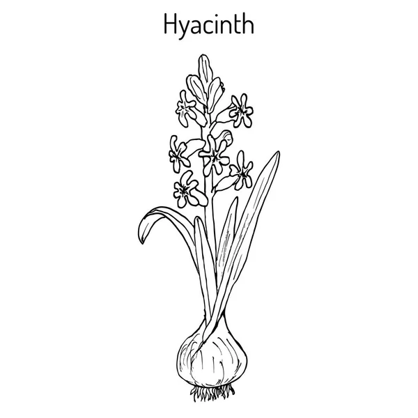 Hyacinth Hyacinthus orientalis, planta con flores . — Vector de stock