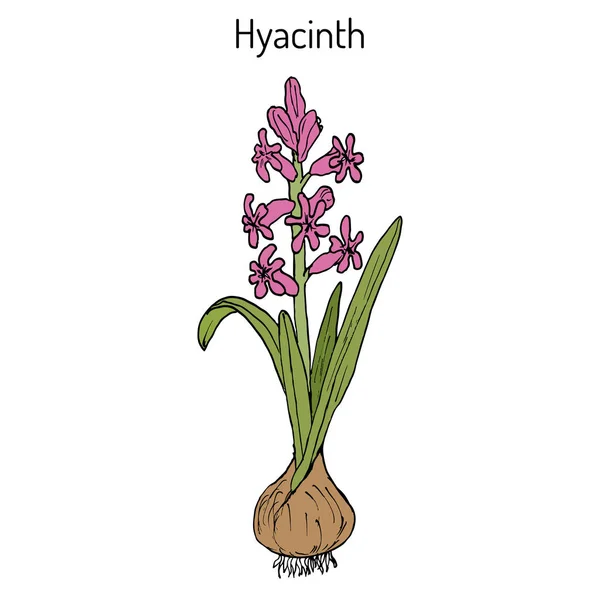 Hyacinth Hyacinthus orientalis , flowering plant. — Stock Vector