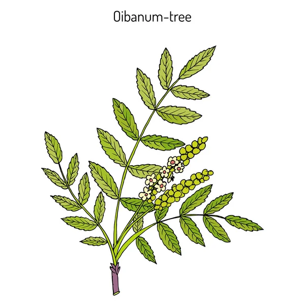 Olibanum-tree Boswellia sacra, o frankincens, árbol aromático — Vector de stock