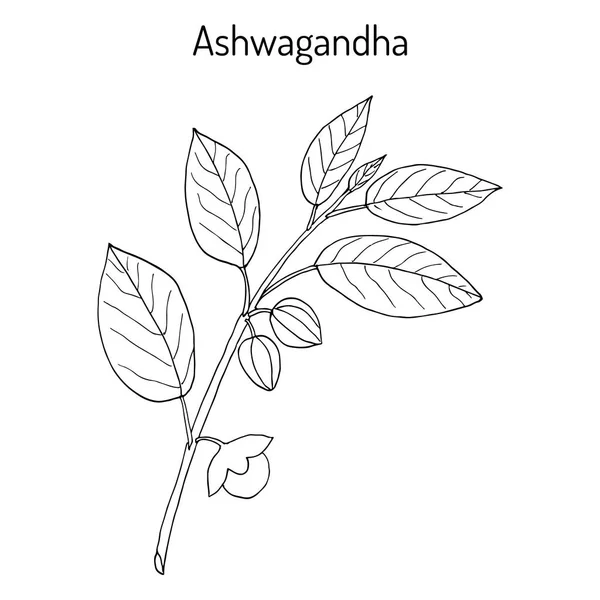Ayurvedisk ört Withania somnifera, känd som ashwagandha, Indisk ginseng, gift krusbär eller winter cherry — Stock vektor