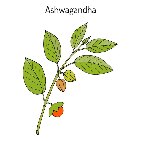 Herbe ayurvédique Withania somnifera, connue sous les noms d'ashwagandha, ginseng indien, groseille à maquereau empoisonnée ou cerise d'hiver — Image vectorielle