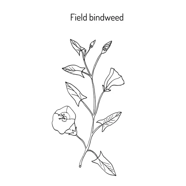 Το πεδίο Convolvulus στα φύλλα του φυτού . — Διανυσματικό Αρχείο