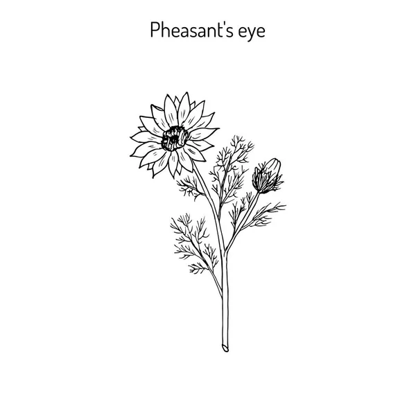 Adonis vernalis, ojo de faisán de primavera, o falso hellebore, planta medicinal — Archivo Imágenes Vectoriales