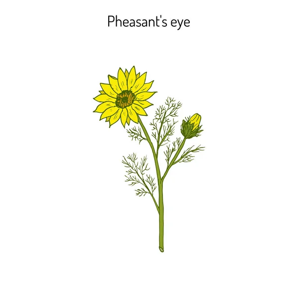Adonis vernalis, spring pheasant 's eye, or false hellebore, medicinal plant — стоковый вектор