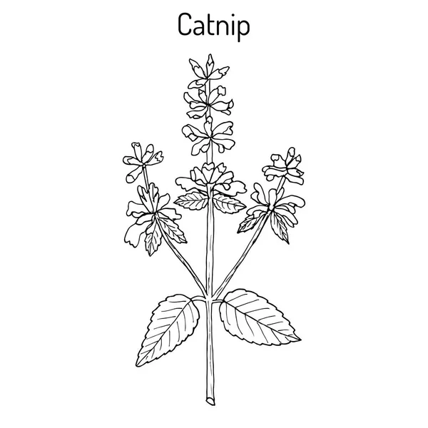 Catnip nepeta cataria, ou catswort, catmint - planta especiaria . — Vetor de Stock