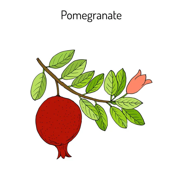 열매와 잎 석류 석류 granatum 지점 — 스톡 벡터