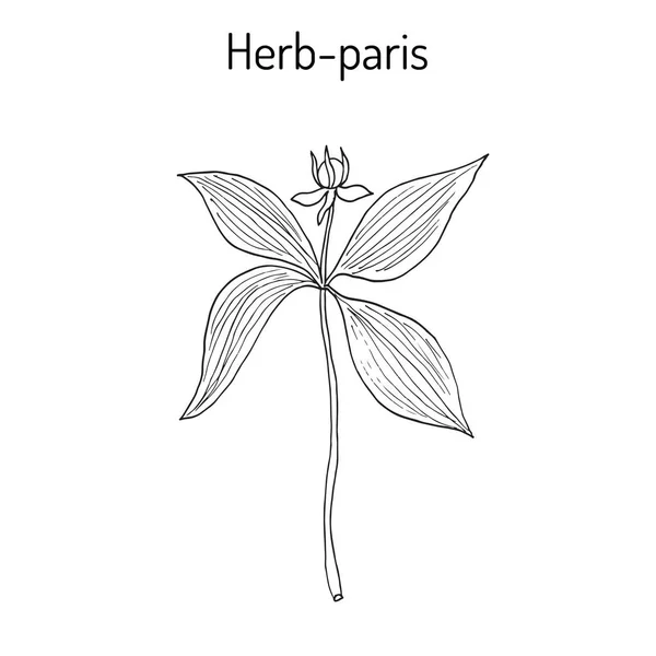 Herb-paris, ou verdadeiro amante s nó Paris quadrifolia, planta venenosa — Vetor de Stock