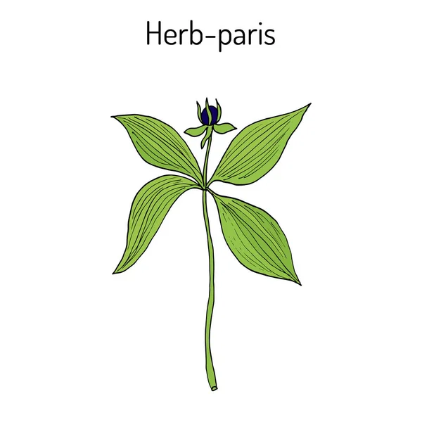 Herb-paris, ou vrai noeud amoureux Paris quadrifolia, plante toxique — Image vectorielle