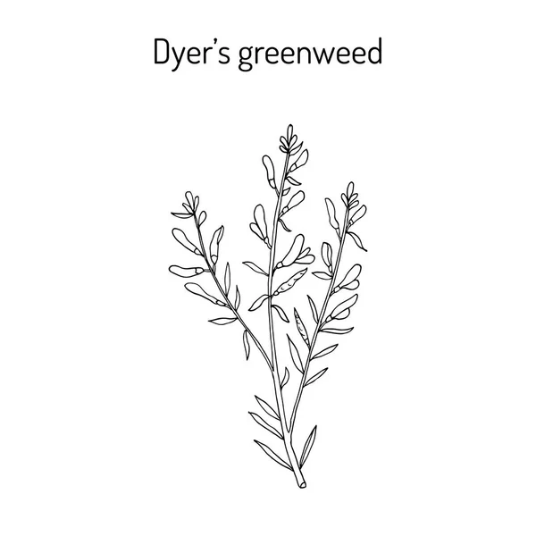 Dyer s greenweed o tintore s ginestra Genista tinctoria, pianta medicinale — Vettoriale Stock