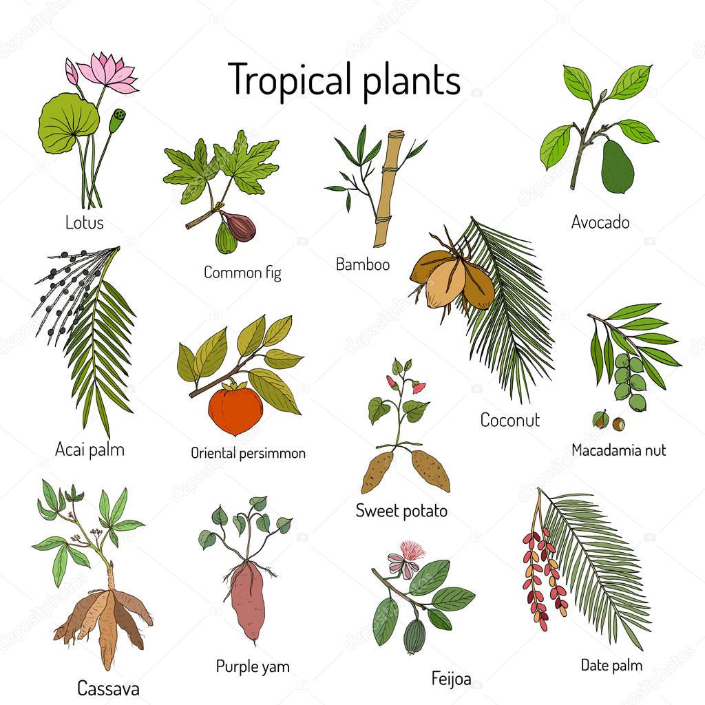 Hand drawn branches and leaves of tropical plants