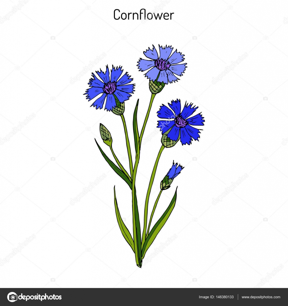Cornflowers - güzel bir bitki Cornflowers - güzel bir bitki