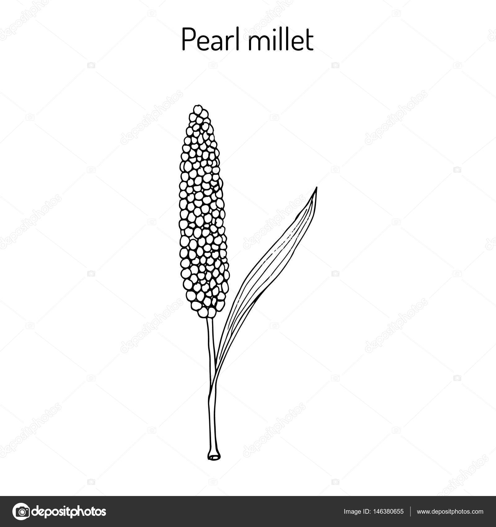 Pearl millet Pennisetum glaucum , cereal crop. Stock Vector Image by ©Foxyliam 146380655