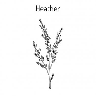 Heather calluna vulgaris dal yaprak ve çiçek ile