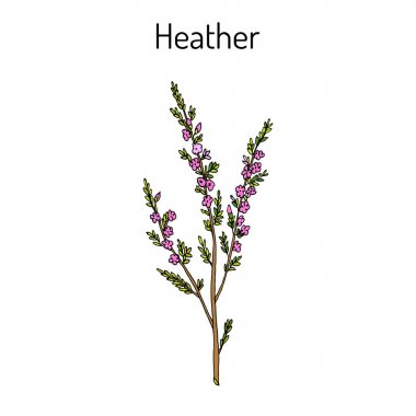 Heather calluna vulgaris dal yaprak ve çiçek - tıbbi ve bal bitki