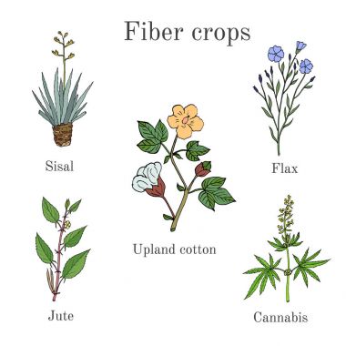 Fiber crops - cotton, sisal, flax, jute, cannabis clipart