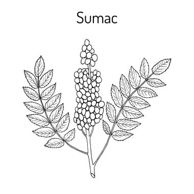 Sicilya sumak Rhus glabra şube yaprakları ve meyveleri ile
