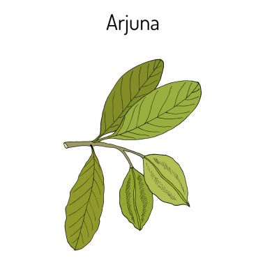 Arjuna Terminalia arjuna veya arjun ağaç, kumbuk