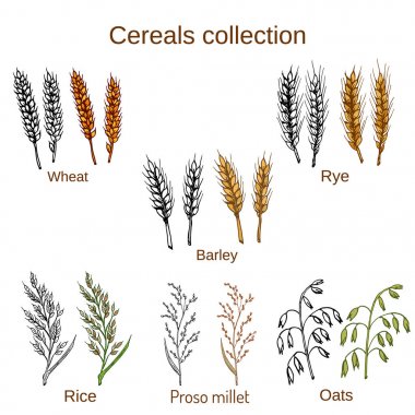 Hububat kümesi. Arpa, çavdar, yulaf, pirinç, proso darı ve buğday.