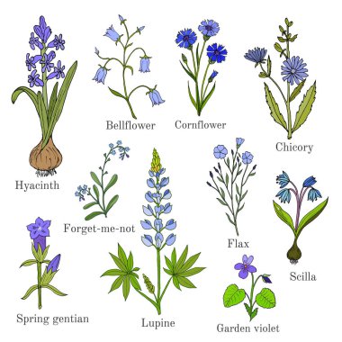 Set of blue flowers plants clipart